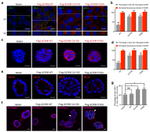 ZO-1 Antibody in Immunocytochemistry (ICC/IF)
