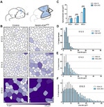 ZO-1 Antibody in Immunohistochemistry (IHC)