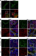 ZO-1 Antibody in Immunohistochemistry (IHC)