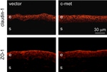 ZO-1 Antibody in Immunohistochemistry (IHC)