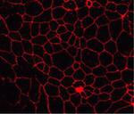Claudin 8 Antibody in Immunocytochemistry (ICC/IF)