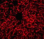 ZONAB Polyclonal Antibody