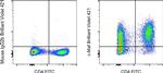 c-MAF Monoclonal Antibody (sym0F1), Brilliant Violet™ 421, eBioscience™