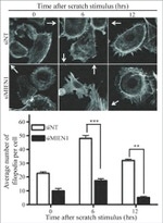 XTP4 Antibody in Immunocytochemistry (ICC/IF)