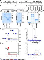 Tau Antibody in Western Blot (WB)