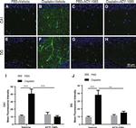 Phospho-Tau (Ser202, Thr205) Antibody in Immunohistochemistry (IHC)