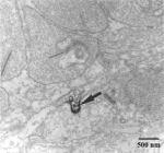 GJA10 Antibody in Immunomicroscopy (IM)