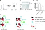 JPH1 Antibody in Western Blot (WB)