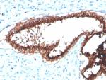 Lactotransferrin/Lactoferrin/LTF Monoclonal Antibody (LTF/4072)