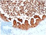 Lactotransferrin/Lactoferrin/LTF Monoclonal Antibody (LTF/4075)