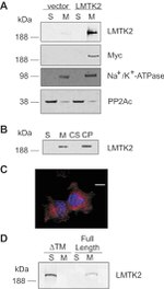 Myc Tag Antibody in Western Blot (WB)