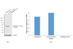 Metadherin Antibody in Western Blot (WB)