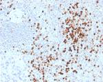 Lysozyme (Histiocytoma and Monocytic Acute Leukemia Marker) Antibody in Immunohistochemistry (Paraffin) (IHC (P))