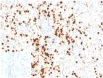 Lysozyme (Histiocytoma andMonocytic Acute Leukemia Marker) Antibody in Immunohistochemistry (Paraffin) (IHC (P))