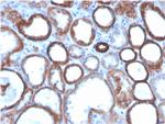TACSTD2/TROP2 (Epithelial Marker) Antibody in Immunohistochemistry (Paraffin) (IHC (P))