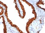 TACSTD2/TROP2 (Epithelial Marker) Recombinant Rabbit Monoclonal Antibody (TACSTD2/7348R)