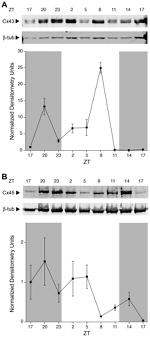 Connexin 45 Antibody in Western Blot (WB)