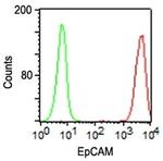 EpCAM/CD326 (Epithelial Marker) Antibody in Immunocytochemistry (ICC/IF)
