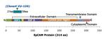 EpCAM/CD326 (Epithelial Marker) Antibody