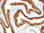 EpCAM/CD326 (Epithelial Marker) Antibody in Immunohistochemistry (Paraffin) (IHC (P))