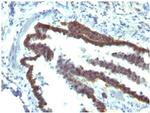 Ep-CAM/CD326 Antibody in Immunohistochemistry (Paraffin) (IHC (P))
