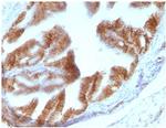 Ep-CAM/CD326 Antibody in Immunohistochemistry (Paraffin) (IHC (P))