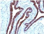 Ep-CAM/CD326 Monoclonal Antibody (EGP40, 1110)