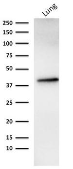 EpCAM/CD326 (Epithelial Marker) Antibody in Western Blot (WB)