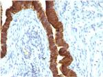 Ep-CAM/CD326 Antibody in Immunohistochemistry (Paraffin) (IHC (P))
