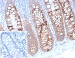 EpCAM/CD326 (Epithelial Marker) Antibody in Immunohistochemistry (Paraffin) (IHC (P))