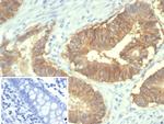EpCAM/CD326 (Epithelial Marker) Antibody in Immunohistochemistry (Paraffin) (IHC (P))