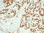 EpCAM/CD326 (Epithelial Marker) Antibody in Immunohistochemistry (Paraffin) (IHC (P))