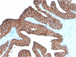 Ep-CAM/CD326 (Extracellular Domain) (Epithelial Marker) Antibody in Immunohistochemistry (Paraffin) (IHC (P))