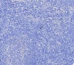 EpCAM/CD326 (Epithelial Marker) Antibody in Immunohistochemistry (Paraffin) (IHC (P))