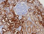 EpCAM/CD326 (Epithelial Marker) Antibody in Immunohistochemistry (Paraffin) (IHC (P))