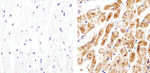 Connexin 30.2 Polyclonal Antibody