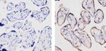 LRP8 Antibody in Immunohistochemistry (Paraffin) (IHC (P))