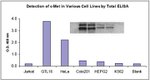 Human c-Met (Total) ELISA Kit