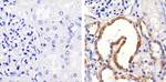 JAM3 Polyclonal Antibody
