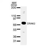 DRAK2 Antibody in Western Blot (WB)