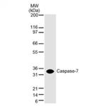 Caspase-7 Antibody in Western Blot (WB)