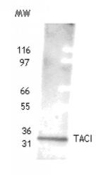 TACI Antibody in Western Blot (WB)