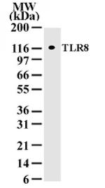 TLR8 Antibody in Western Blot (WB)