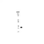 TRAIL Antibody in Western Blot (WB)