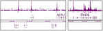 HDAC1 Antibody in ChIP Assay (ChIP)