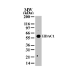 HDAC1 Antibody in Western Blot (WB)
