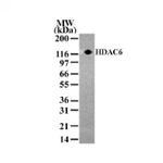 HDAC6 Antibody in Western Blot (WB)