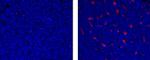 CD68 Monoclonal Antibody (815CU17), eFluor™ 570, eBioscience™