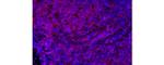CD4 Antibody in Immunohistochemistry (Paraffin) (IHC (P))