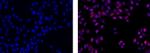 Rat anti-Mouse IgG2a Secondary Antibody, eFluor™ 570, eBioscience™